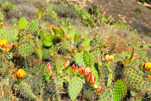 green cactus with red and yellow flower texture background Mural by Timmy333