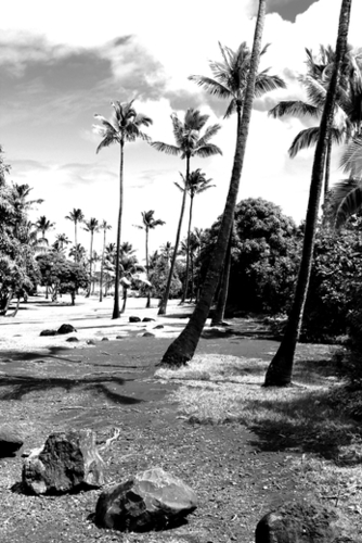 palm tree with cloudy sky in black and white Mural by Timmy333