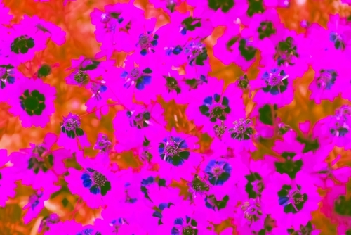 blooming pink flower with brown background Mural by Timmy333