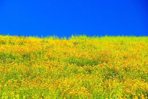 yellow poppy flower field with green leaf and clear blue sky Mural by Timmy333