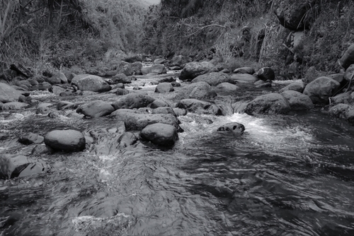 river in the forest with tree in black and white Mural by Timmy333