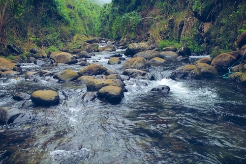 river and rock in the forest with green tree at Kauai, Hawaii Mural by Timmy333