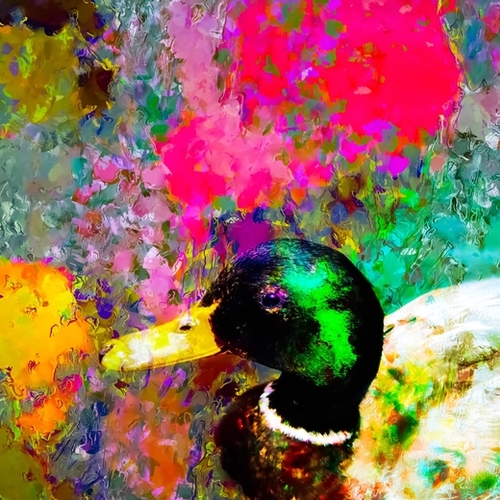 mallard duck with pink green brown purple yellow painting abstract background Mural by Timmy333