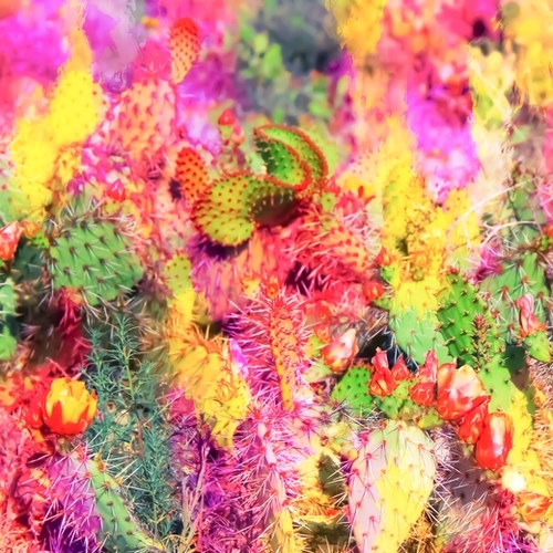 green cactus with flower in the desert with colorful painting abstract background  Mural by Timmy333