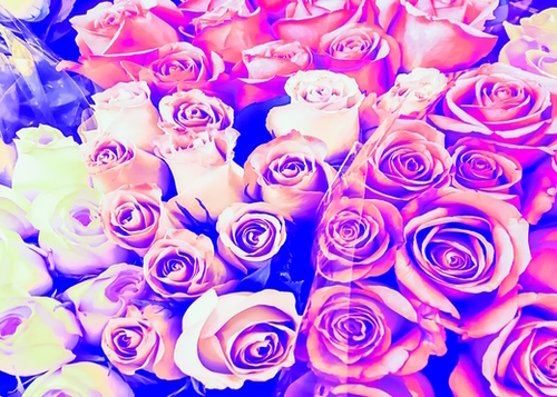 bouquet of roses texture pattern abstract in pink and purple Mural by Timmy333