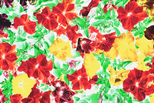 red flower and yellow flower with green leaf abstract background Mural by Timmy333
