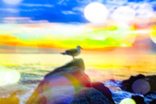 bird on the stone with the summer beach sunset background Mural by Timmy333
