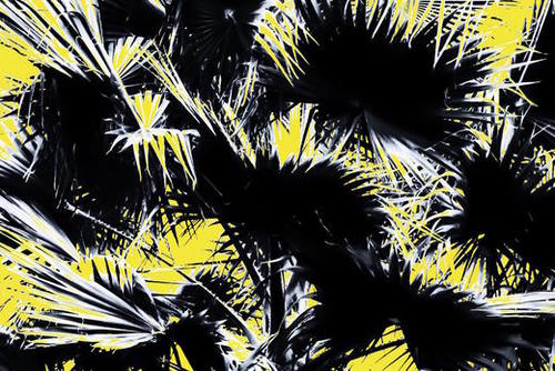 black and white palm leaves with yellow background Mural by Timmy333