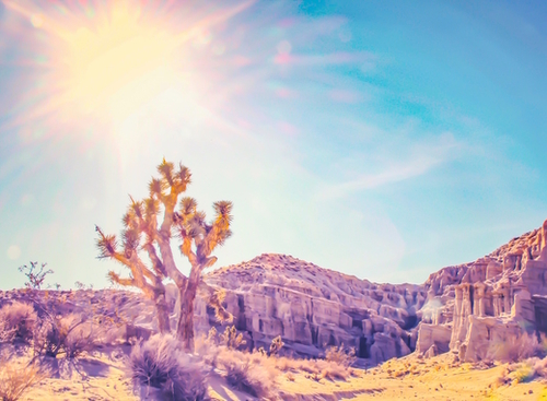 cactus at the desert in summer with strong sunlight Mural by Timmy333