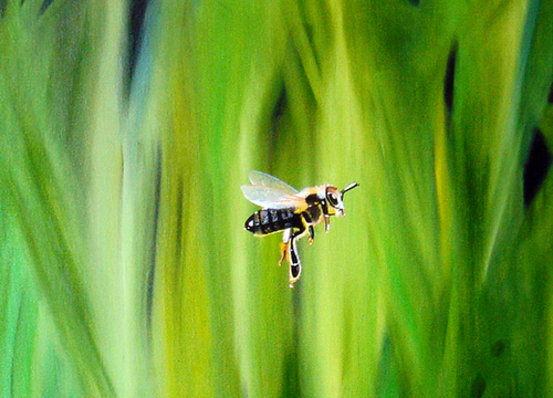 L'abeille Mural by Kapoudjian