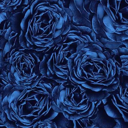 Enchanted Garden - Passion Roses Mural by Octavia Soldani
